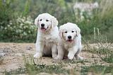 GOLDEN RETRIEVER 616